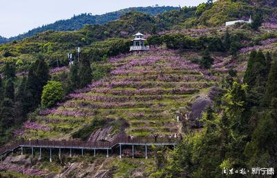 新宁德拍客团丨柳明格、黄碧娟：飞鸾岚口桃花开
